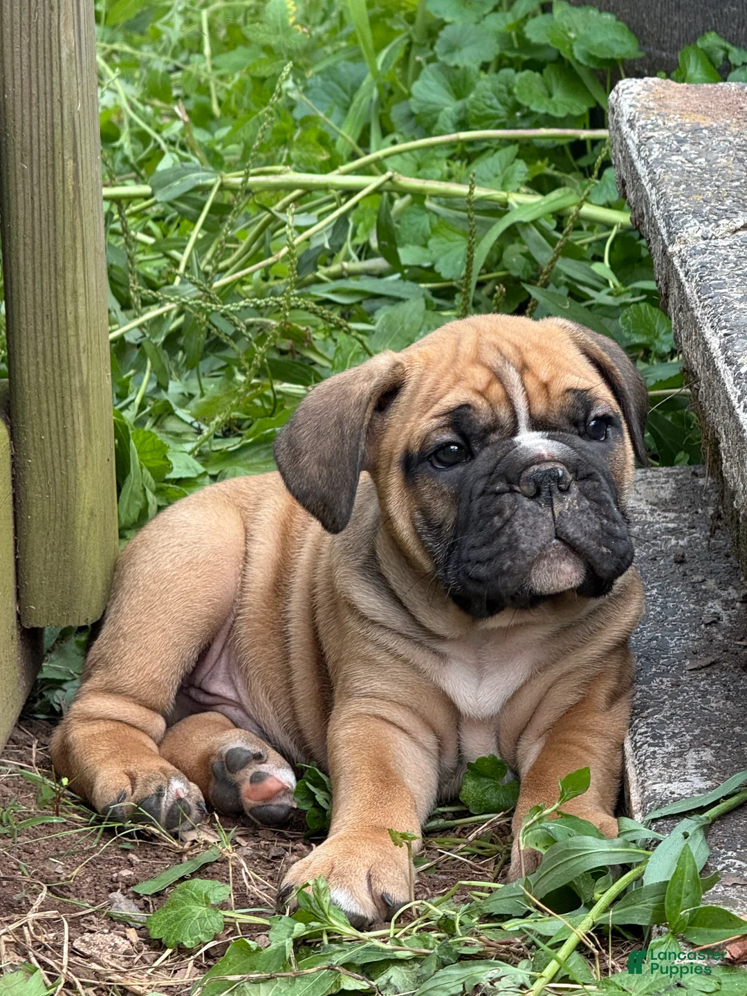 Mixed Breed dogs for sale: Grizzly - Ad 2