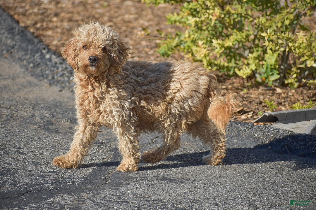 Cavapoo dogs for sale: Rosie - Ad 7