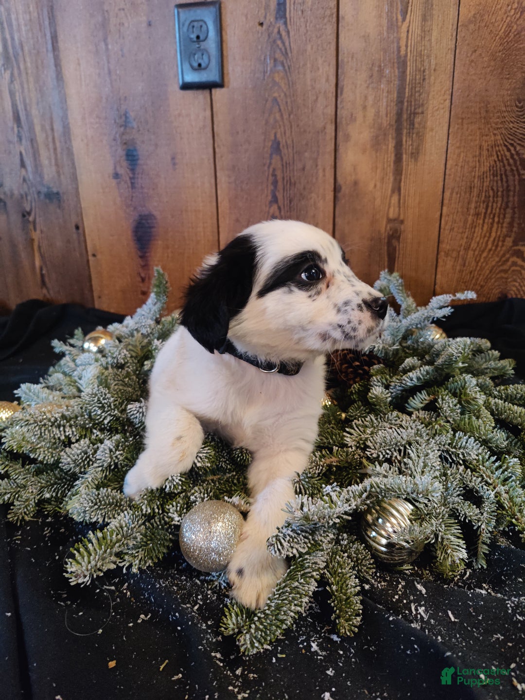 Mixed Breed dogs for sale: Florence  - Ad 5