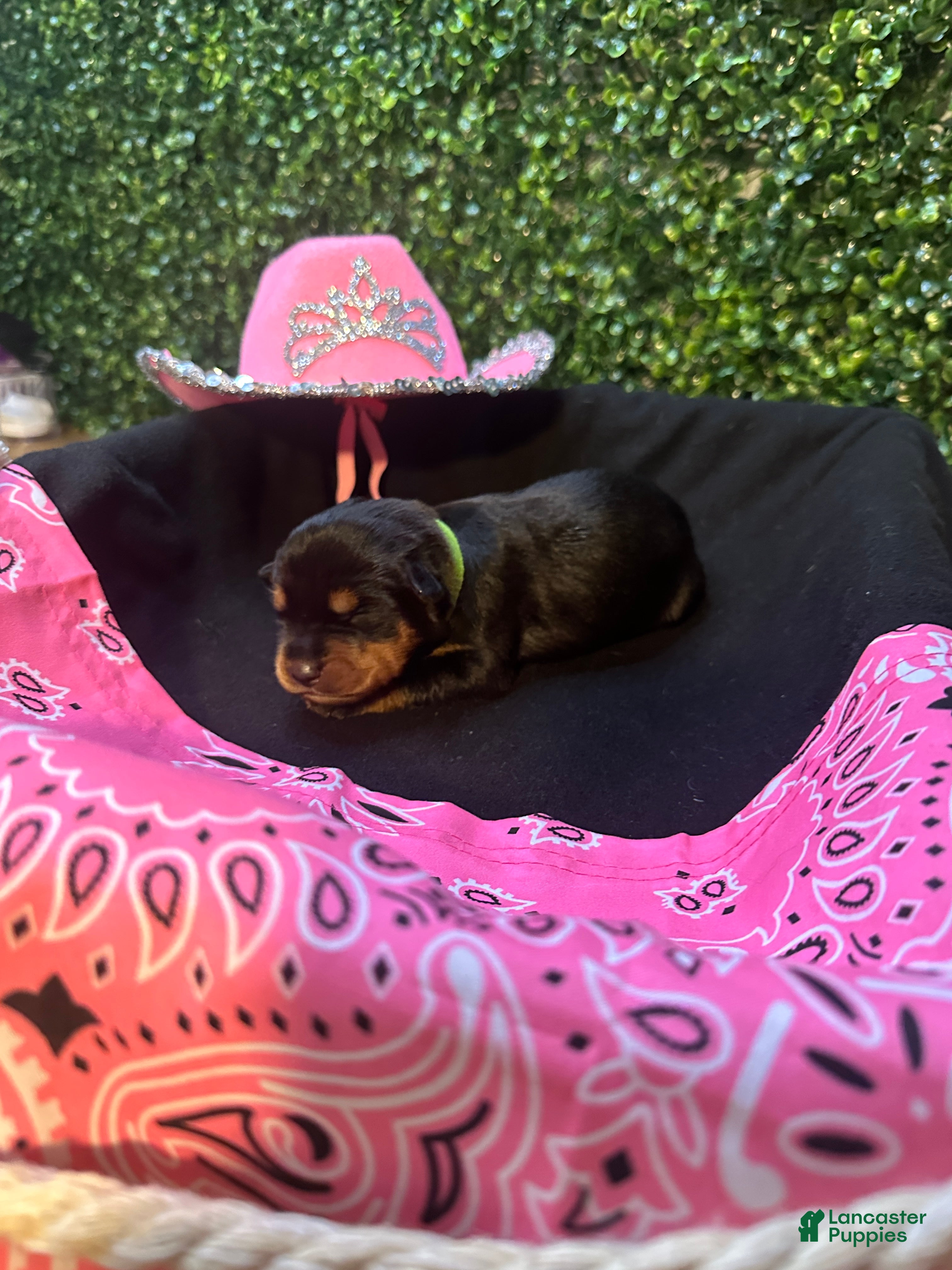 Rottweiler dogs Mila  - Ad 14