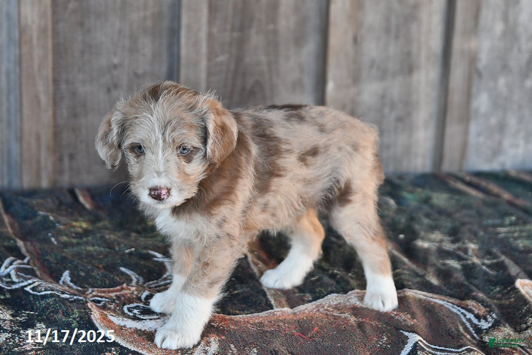 Mixed Breed dogs for sale: Lily - Ad 5