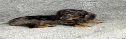 Miniature Dachshund dogs for sale: Luke - Ad 3