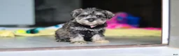 Miniature Schnauzer dogs for sale: Clementine - Ad 9