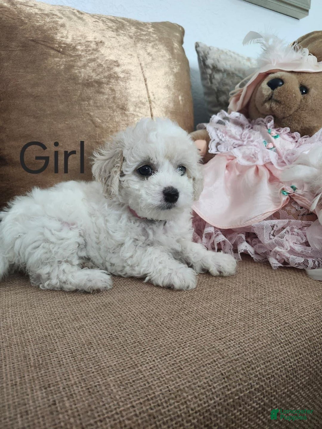 Maltipoo dogs for sale: Maltipoo Puppy 5 - Ad 1