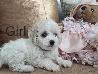 Maltipoo dogs Maltipoo Puppy 5 - Ad 3