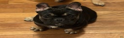 Frenchton dogs for sale: Scarr  - Ad 5