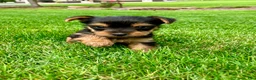 Yorkshire Terrier dogs for sale: Macy - Ad 5
