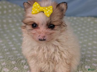 Pomeranian dogs Flicker - Ad 14