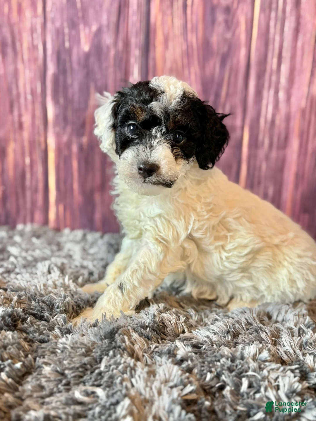 Miniature Poodle dogs for sale: Mr . Mustache  - Ad 2