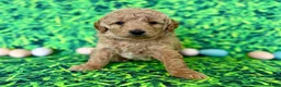 Mini Goldendoodle dogs for sale: Blue Collar  - Ad 3