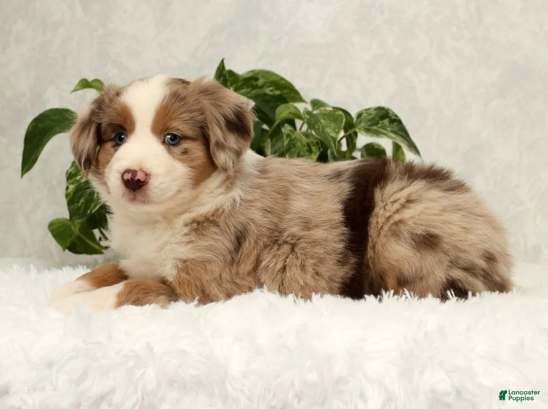Miniature Australian Shepherd dogs for sale: Sunny  - Ad 9