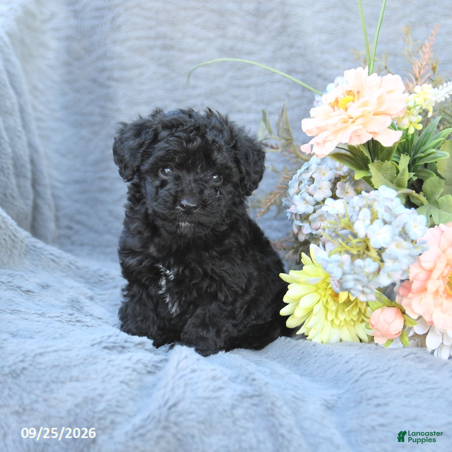 Toy Poodle dogs Tracy - Ad 2