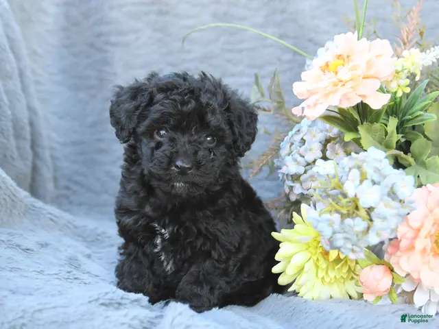 Toy Poodle dogs Tracy - Ad 2