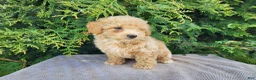 Mini Bernedoodle dogs for sale: Liam - Ad 15