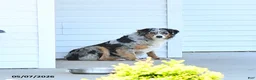 Australian Shepherd dogs for sale: Alex - Ad 4