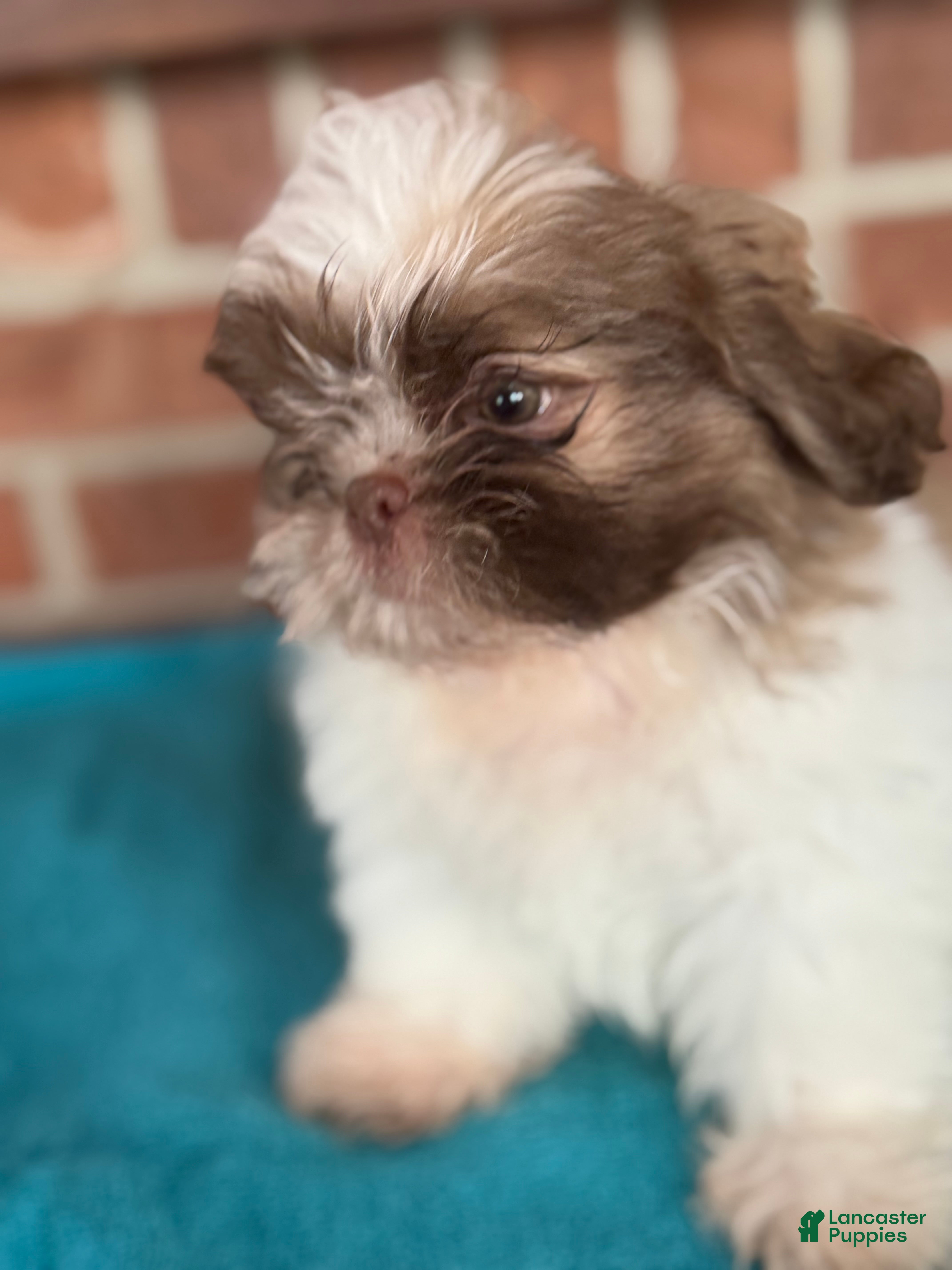 Shih Tzu dogs Shih Tzu 1 - Ad 2