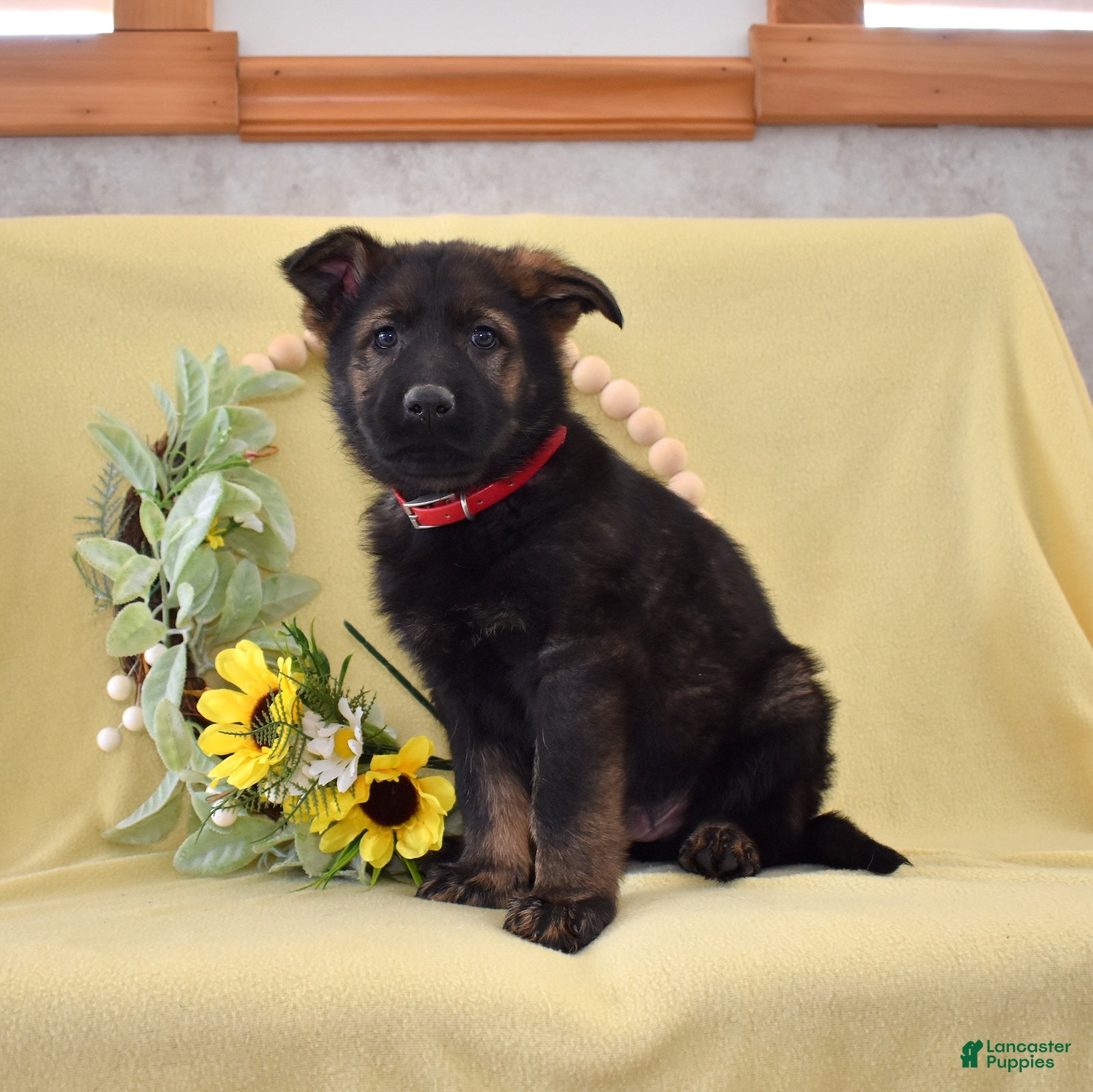 German Shepherd dogs Sheriff - Ad 1