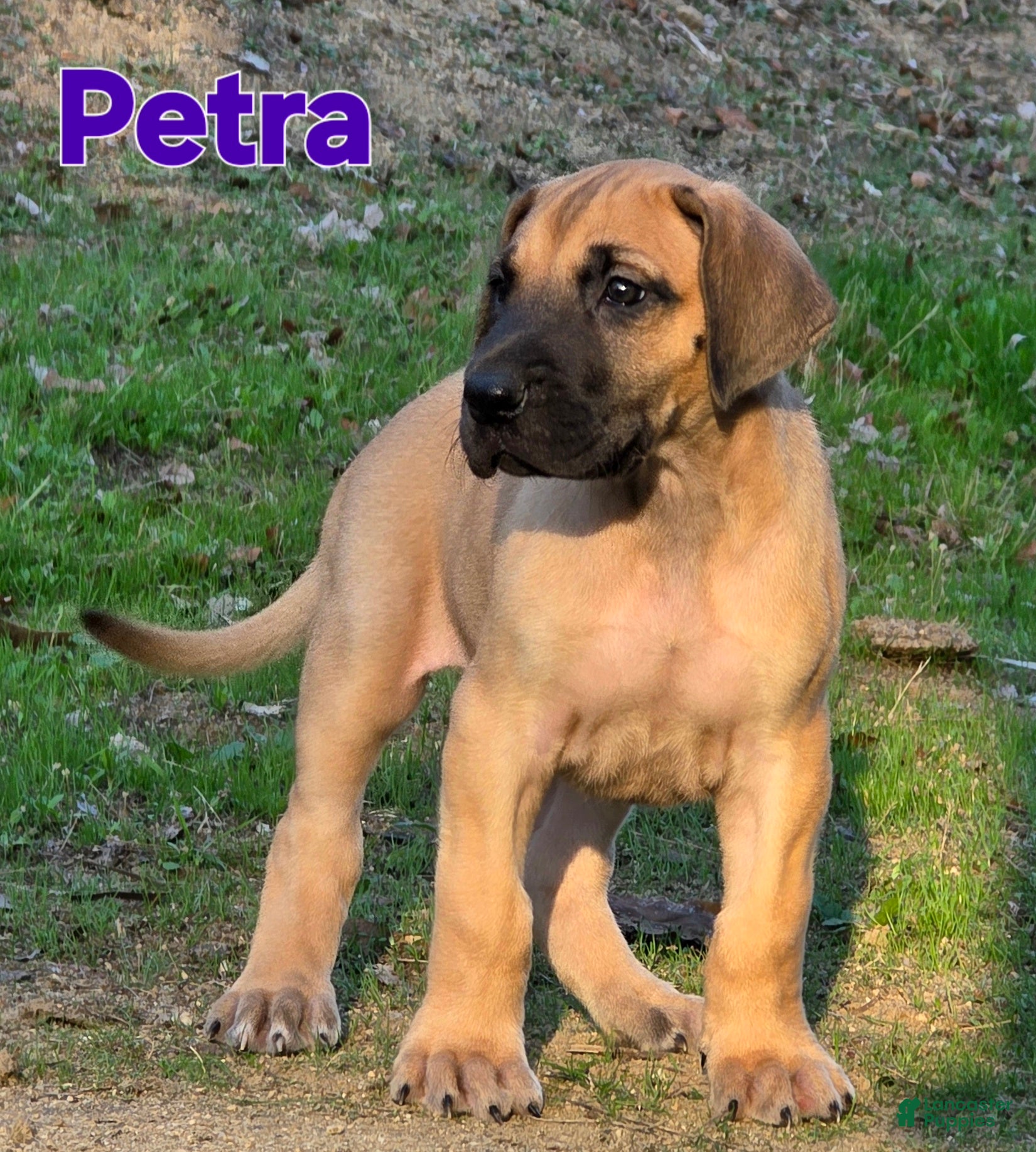 Great Dane dogs Petra - Ad 23