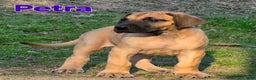Great Dane dogs for sale: Petra - Ad 1