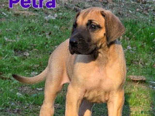 Great Dane dogs Petra - Ad 23