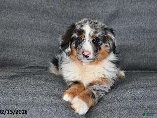 Mixed Breed dogs Lily - Ad 1