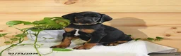 Doberman Pinscher dogs for sale: Atlas - Ad 1