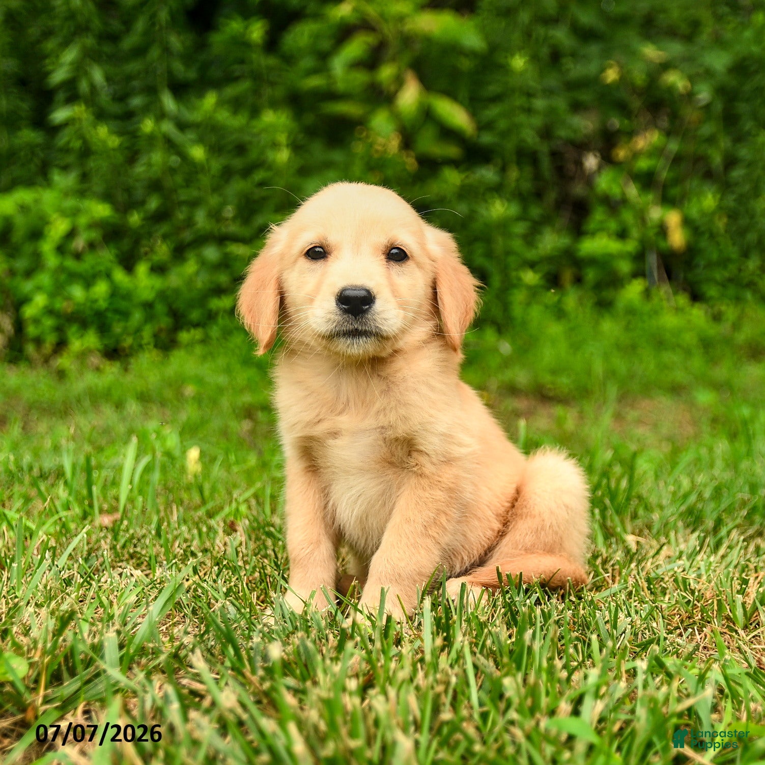 Golden Retriever dogs Milena - Ad 2