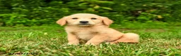 Golden Retriever dogs for sale: Milena - Ad 2
