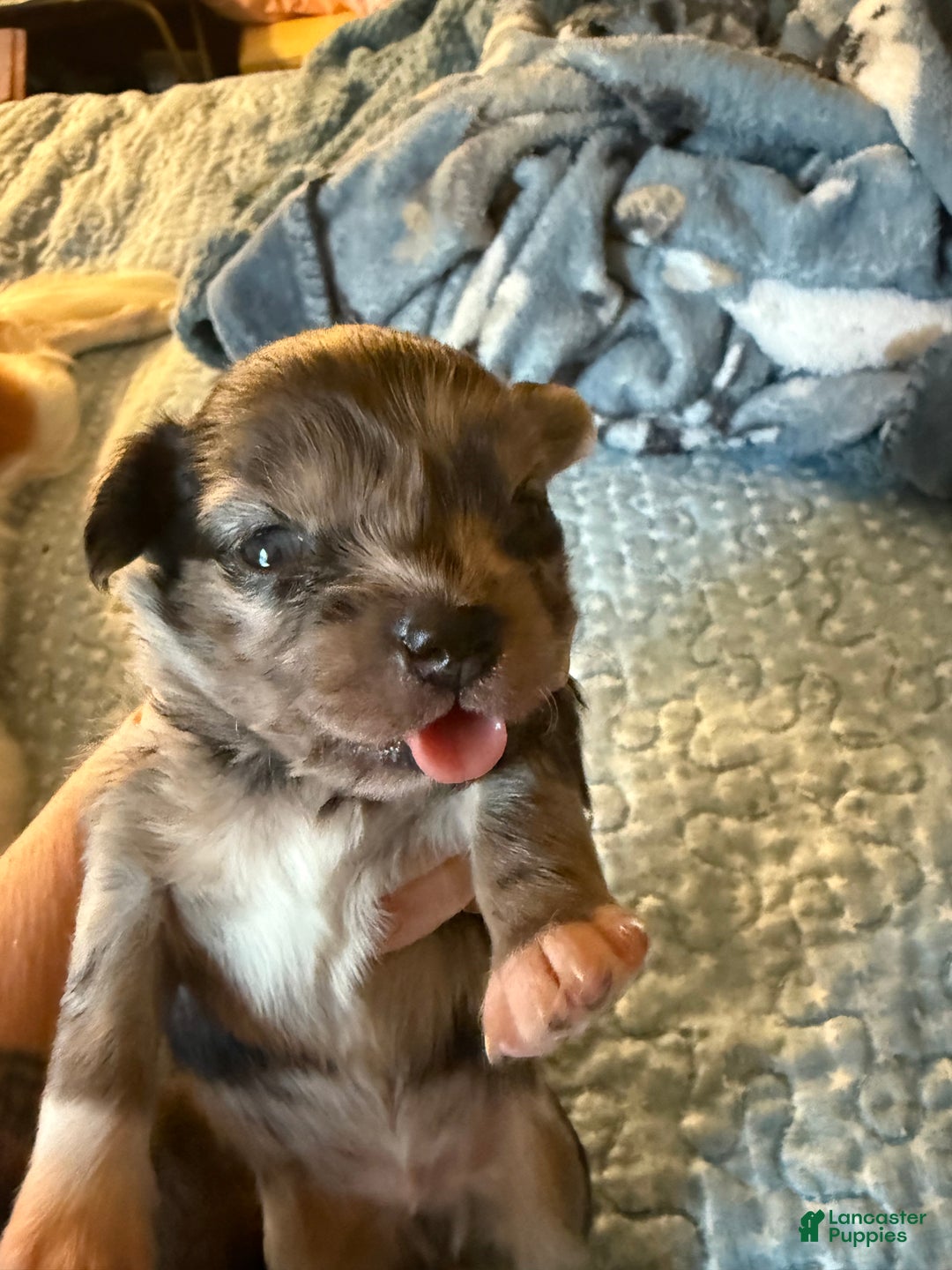 Gallery Image {{count}}