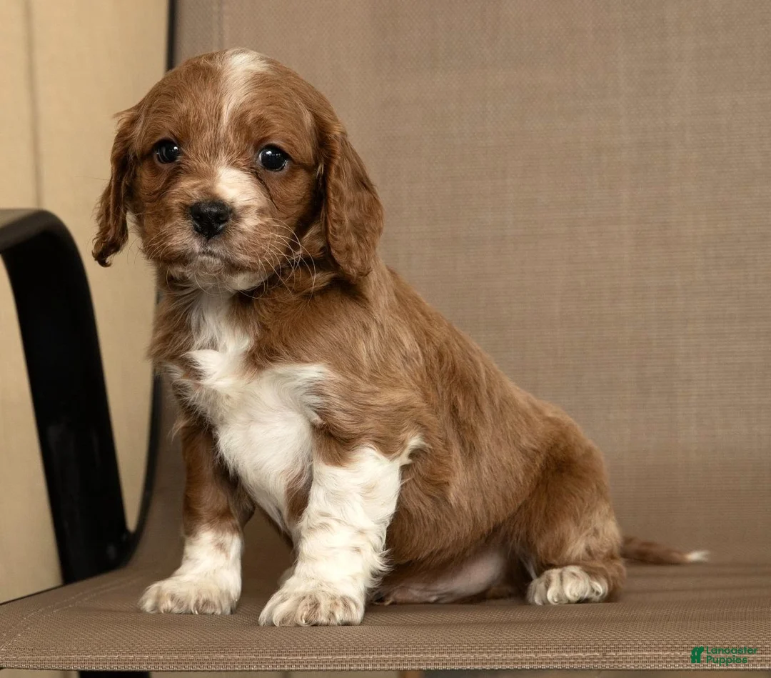 Cavapoo dogs for sale: Maverick - Ad 4