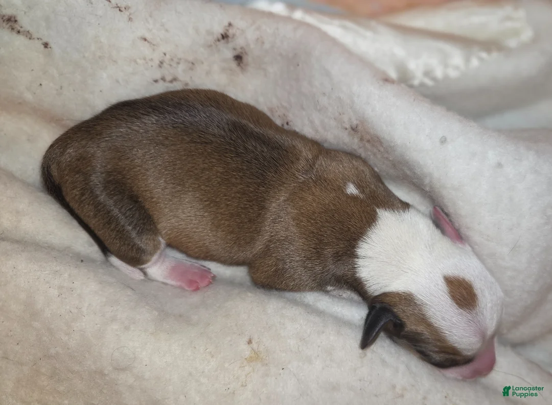 Dachshund dogs for sale: Dachshund Puppy 3 - Ad 2