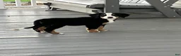 Bernese Mountain Dog dogs for sale: Akc Dan - Ad 2