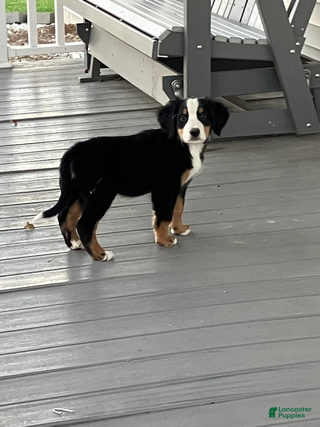 Bernese Mountain Dog dogs for sale: Akc Dan - Ad 2
