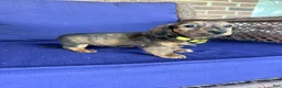 Miniature Dachshund dogs for sale: Maisy - Ad 4
