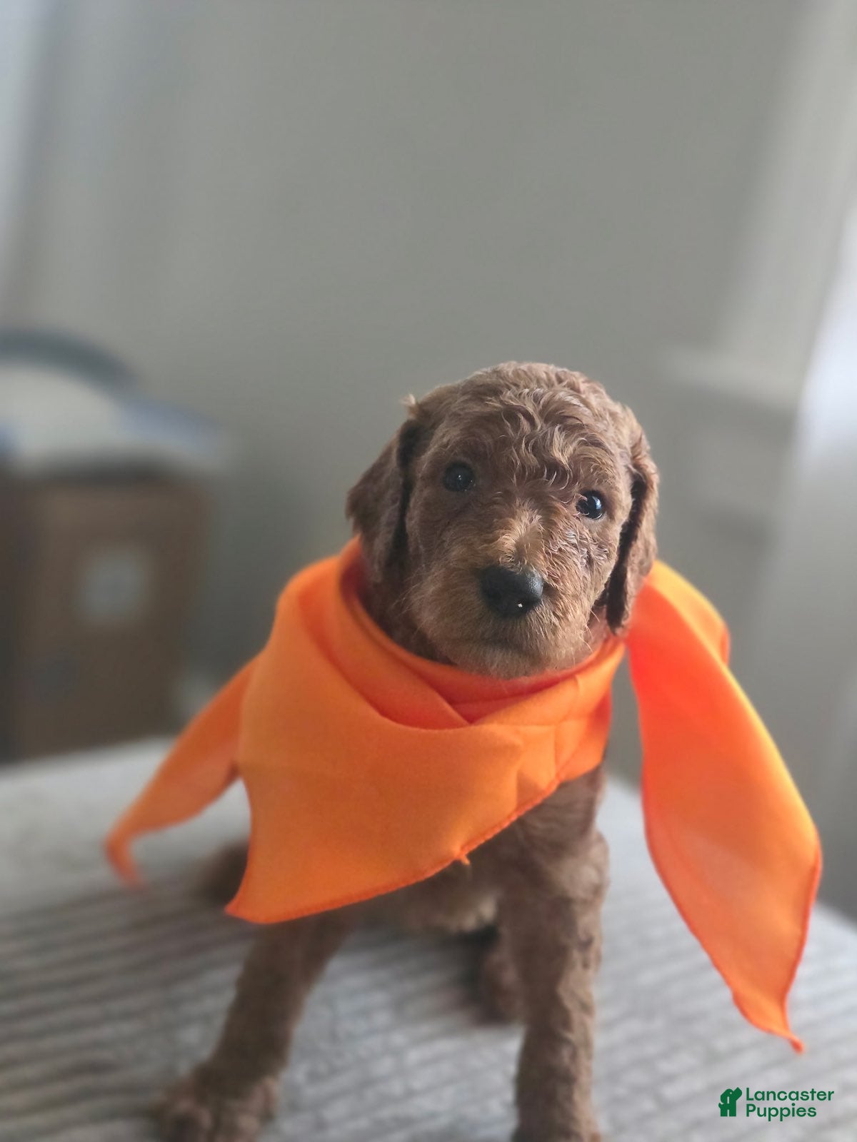 Goldendoodle dogs Girl 1  - Ad 1
