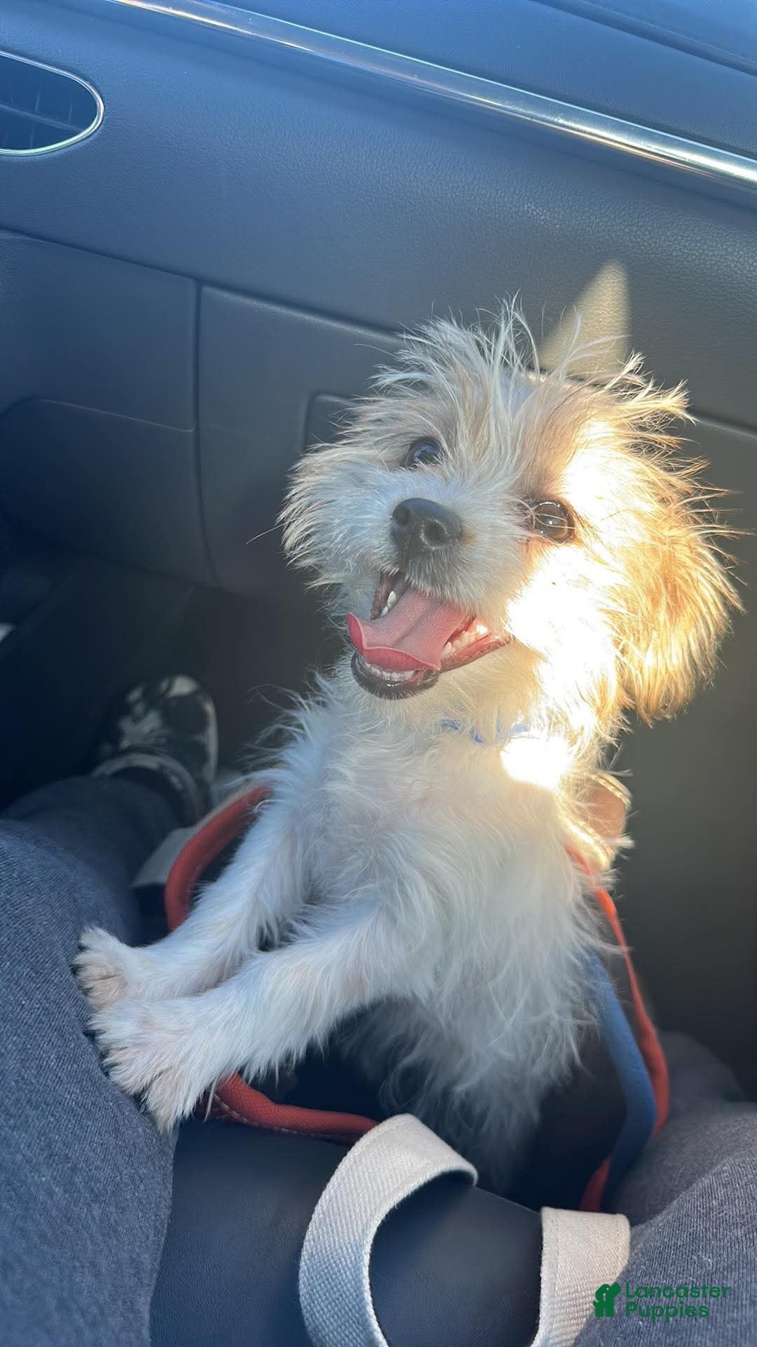 Shihpoo dogs Shihpoo 1 - Ad 2