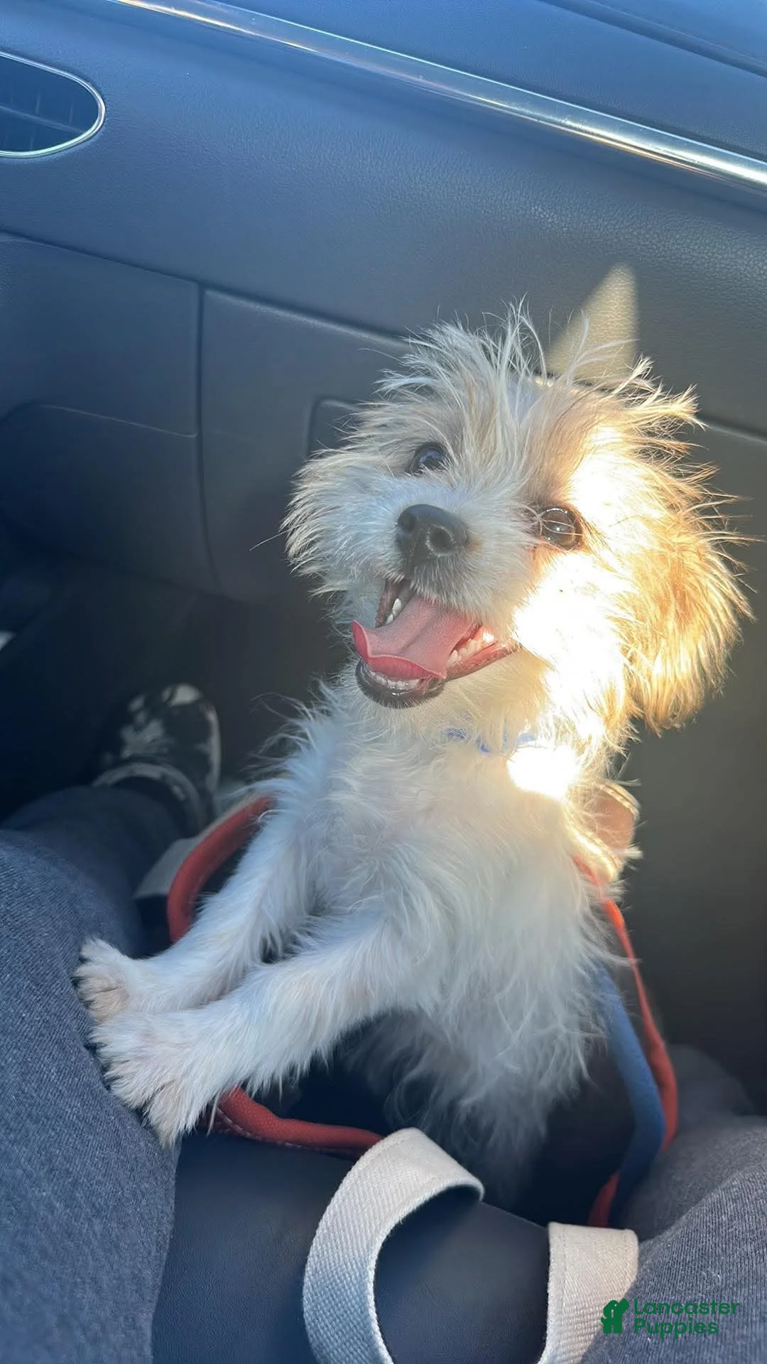 Shihpoo dogs for sale: Shihpoo 3 - Ad 2