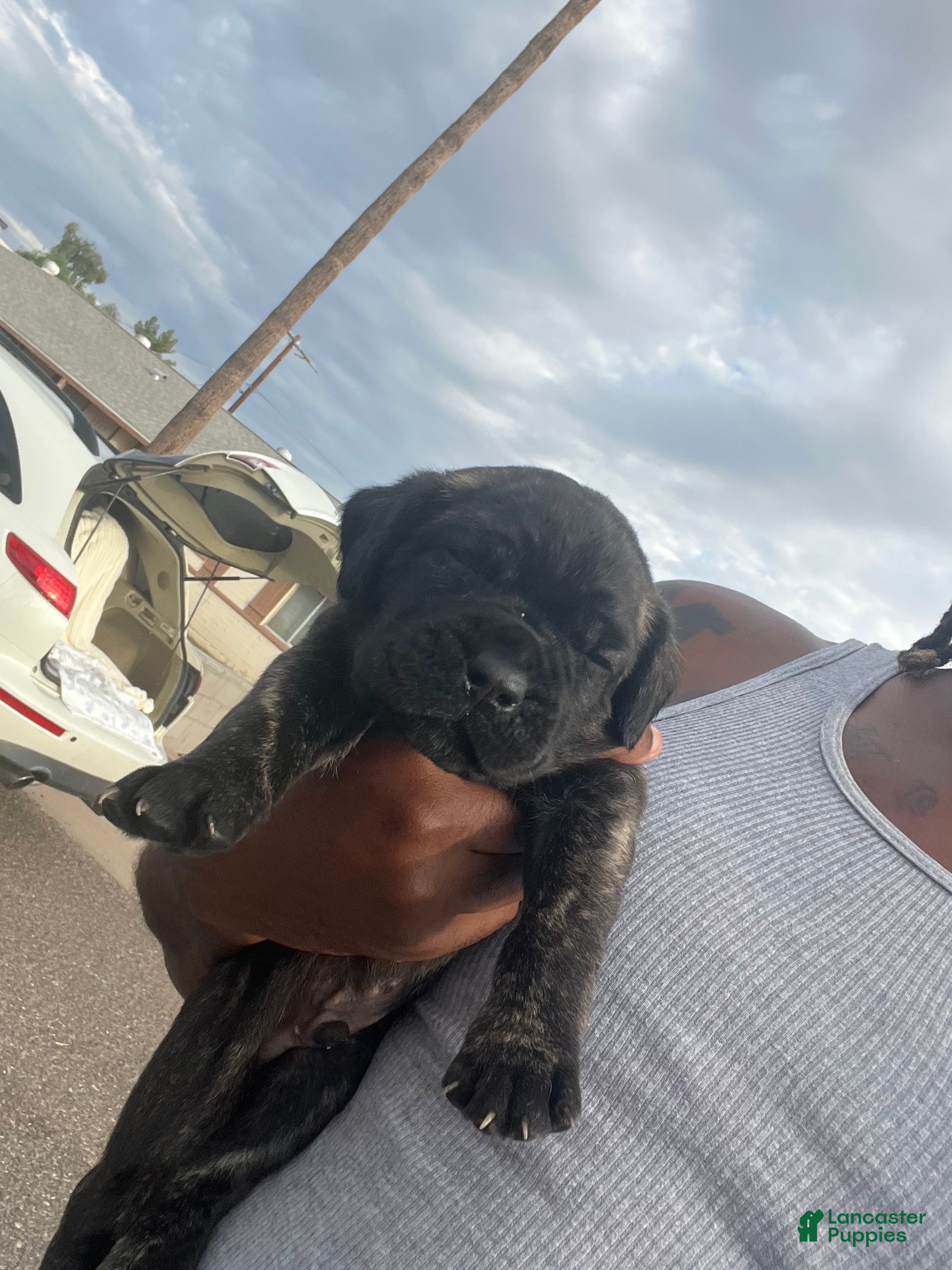 Cane Corso dogs Black jack  - Ad 2