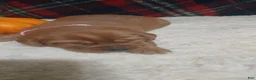 Labrador Retriever dogs for sale: Coco - Ad 1