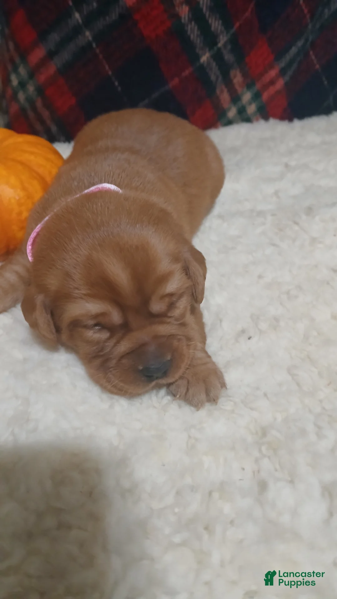 Labrador Retriever dogs for sale: Coco - Ad 1