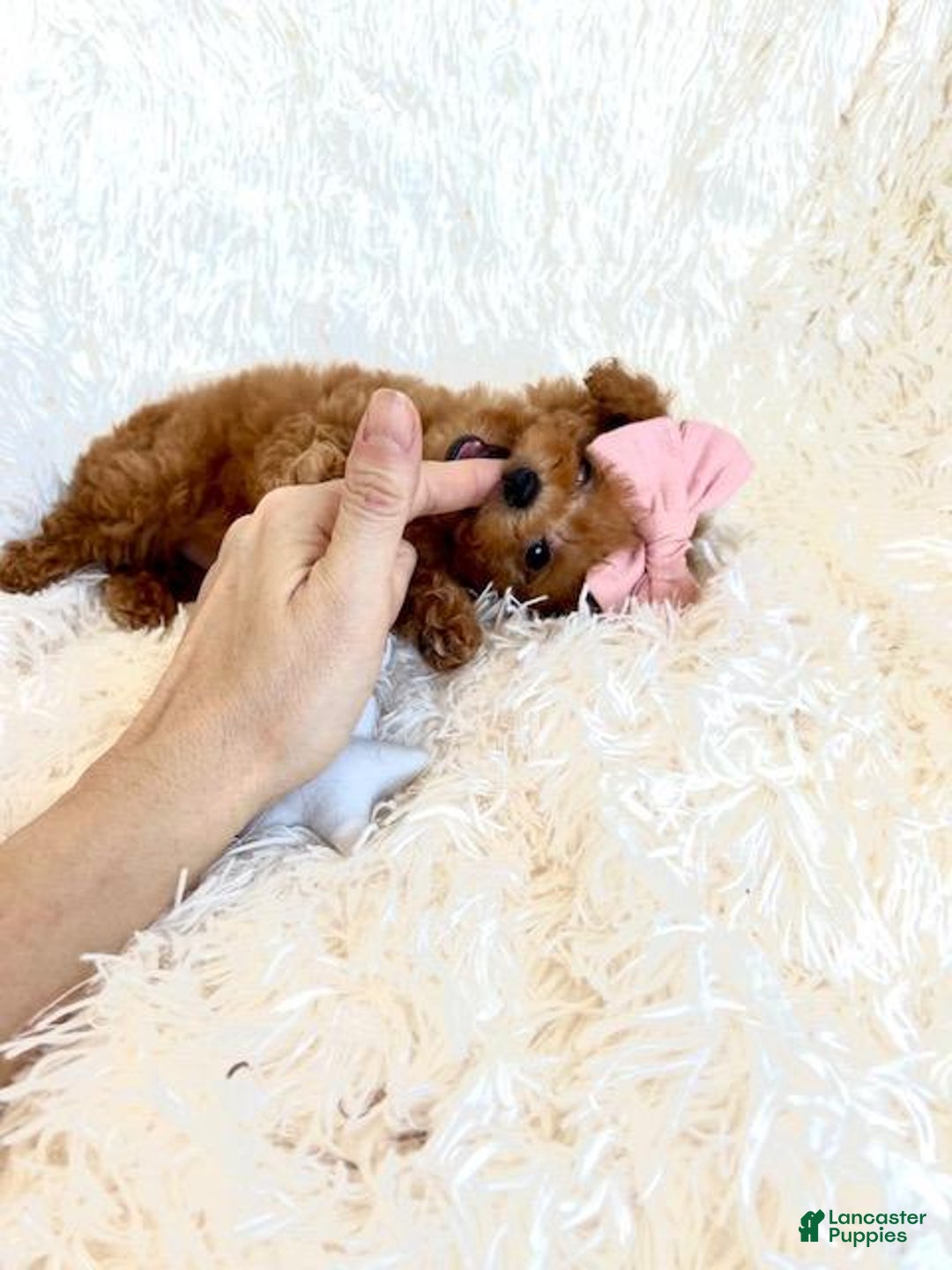 Toy Poodle dogs for sale: Toy Poodle Puppy 1 - Ad 3