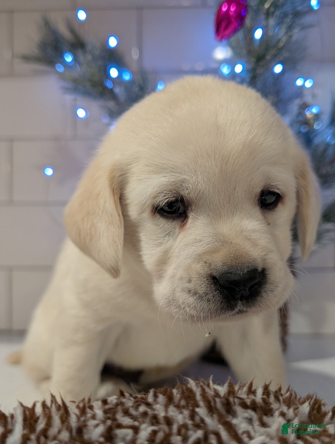 Labrador Retriever dogs for sale: Holly  - Ad 1