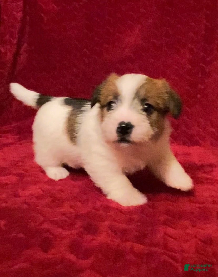 Jack Russell Terrier dogs Jack Russell Terrier Puppy 2 - Ad 2