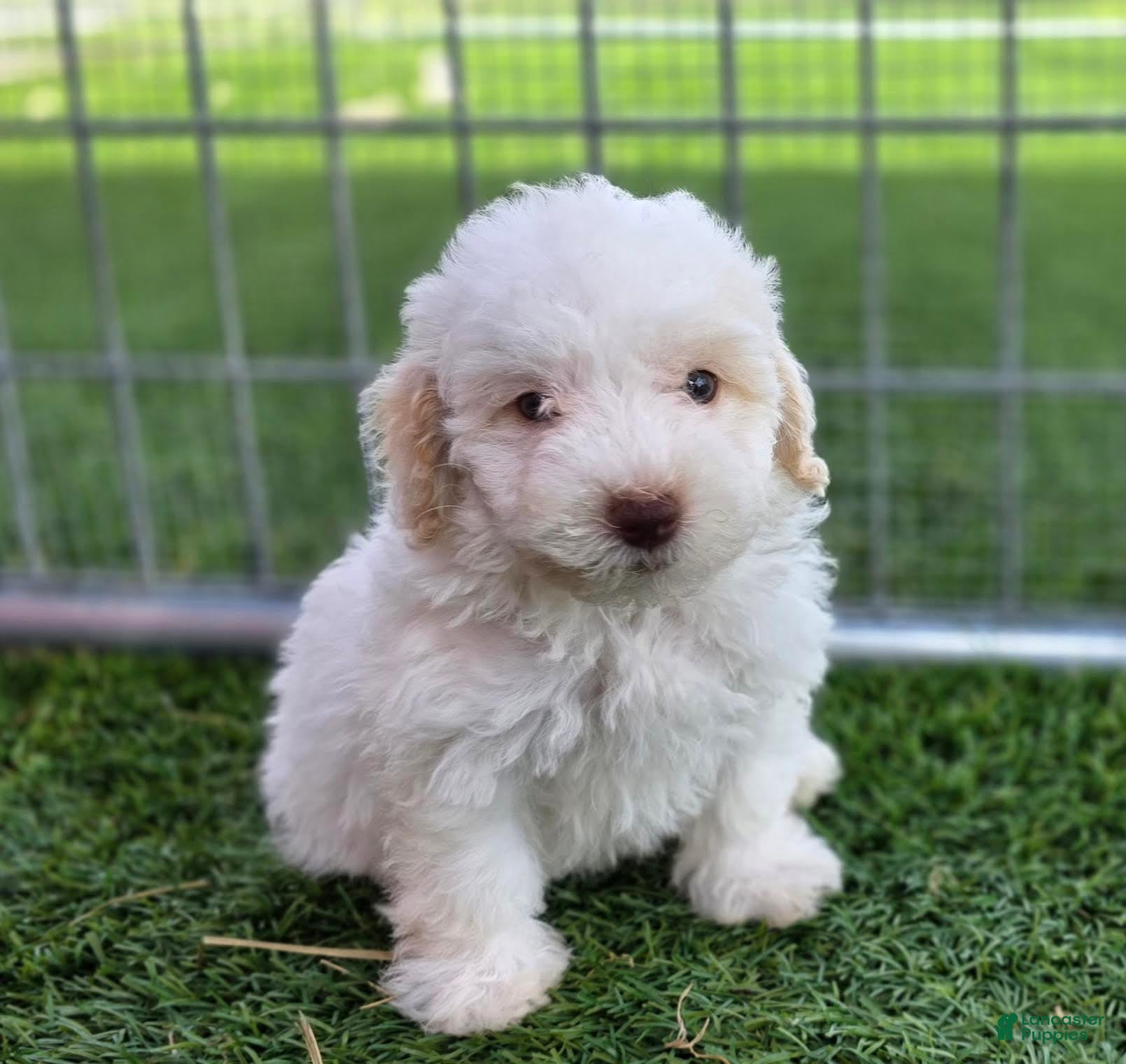 Miniature Poodle dogs Gaylord Miniature Poodle Puppy  - Ad 1