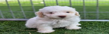 Gaylord Miniature Poodle Puppy 