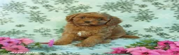 Cavapoo dogs for sale: Nicky - Ad 3
