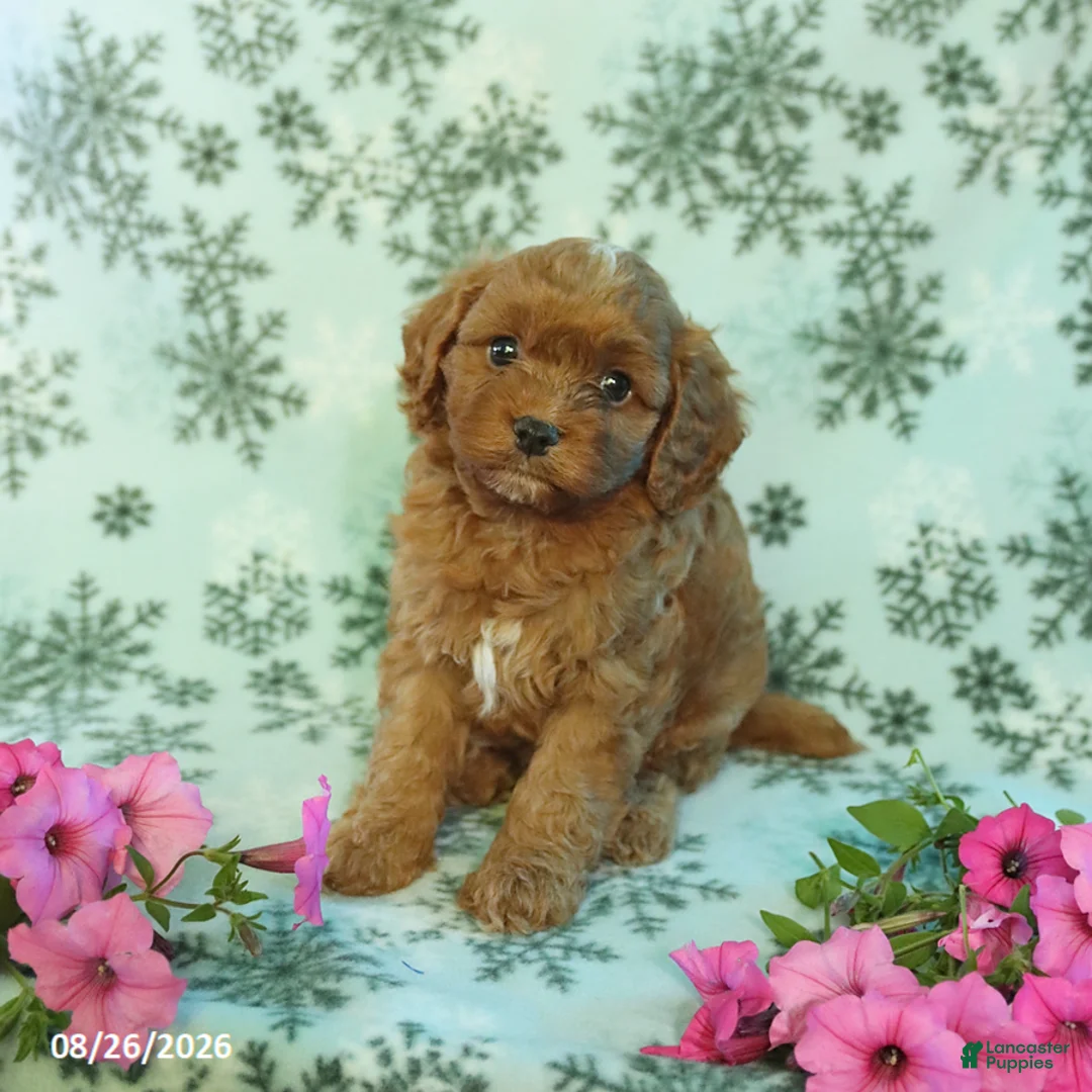 Cavapoo dogs for sale: Nicky - Ad 3