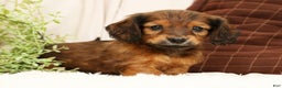 Miniature Dachshund dogs for sale: Teddy - Ad 3