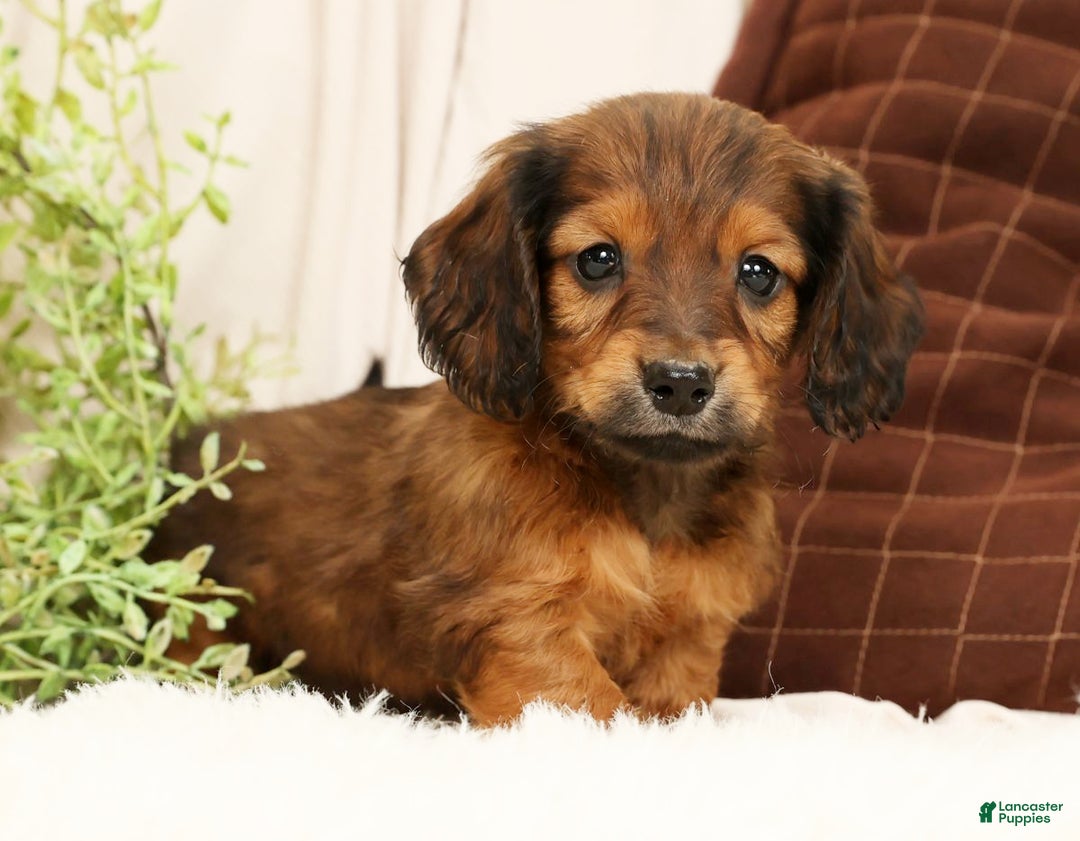 Miniature Dachshund dogs for sale: Teddy - Ad 3