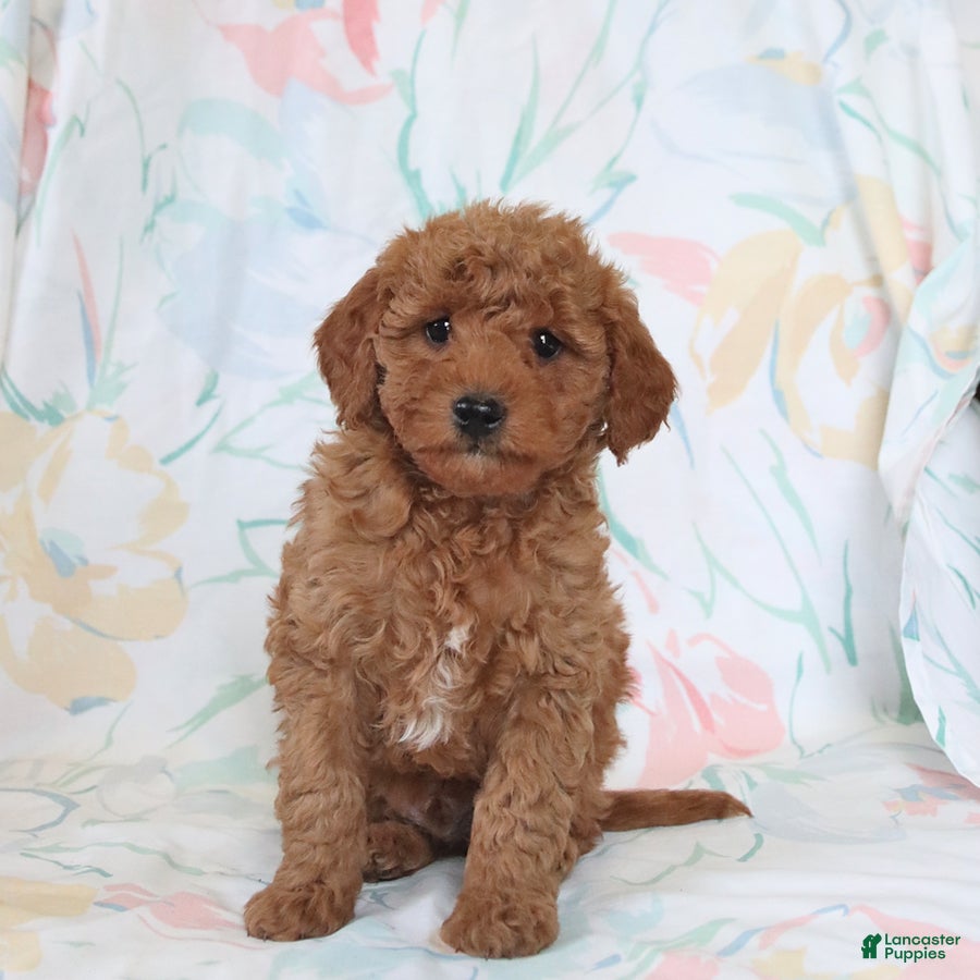 Miniature Poodle dogs Roy  - Ad 2